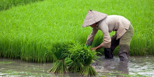 Kontribusi Jasa Service Moisture Meter dalam Menanggulangi Perubahan Iklim di Pertanian
